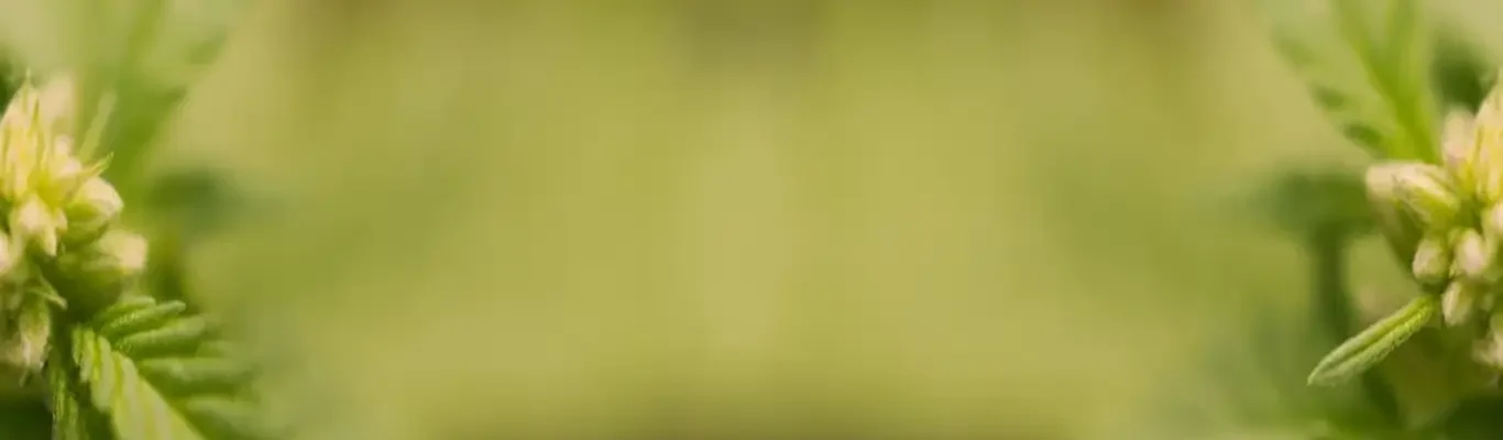 Form background